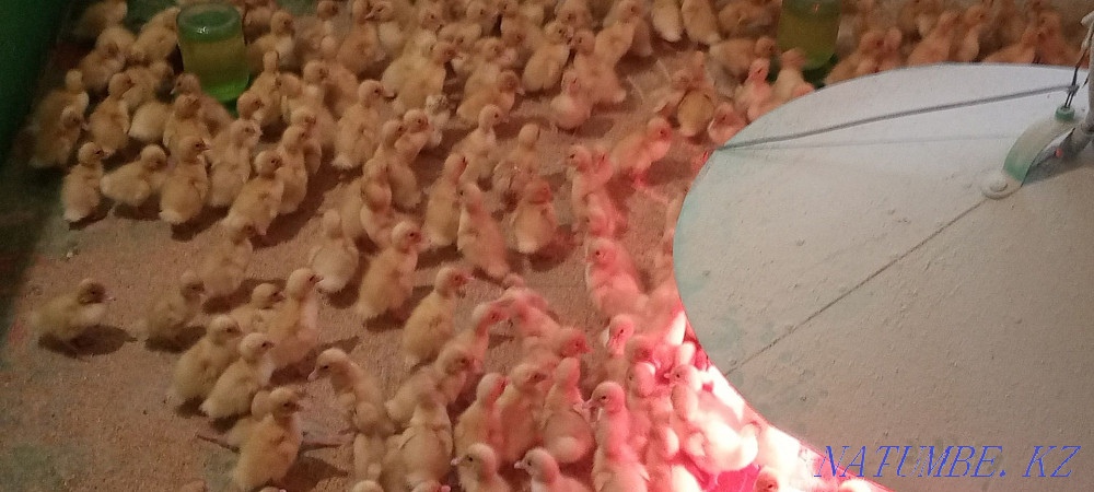 4.5 kg ducklings broiler start 53 ducks in Shamalgan village Qaskeleng - photo 1