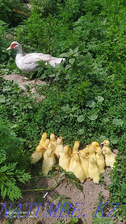 Duck with ducklings, you can only ducklings! Almaty - photo 1