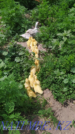 Duck with ducklings, you can only ducklings! Almaty - photo 2
