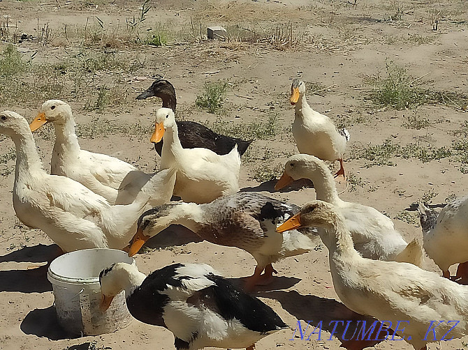 Domestic ducks for sale. Kyzylorda - photo 1
