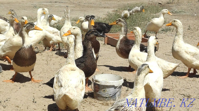 Domestic ducks for sale. Kyzylorda - photo 2