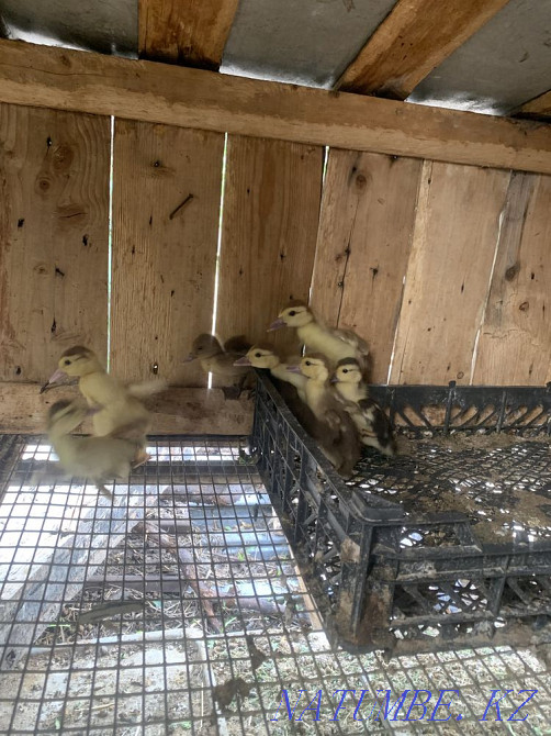 Ducklings with and without ducks, indo-ducklings Esik - photo 4