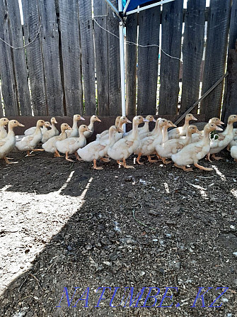 Ducks for rearing Kostanay - photo 4