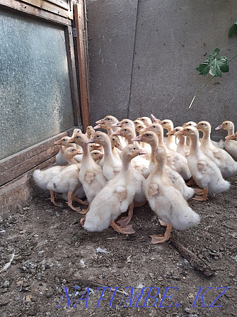 Ducks for rearing Kostanay - photo 1