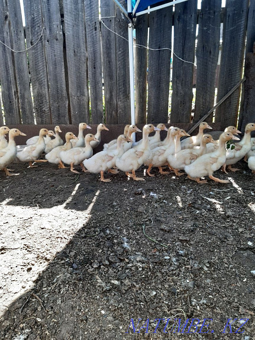 Утки на доращивание Костанай - изображение 4