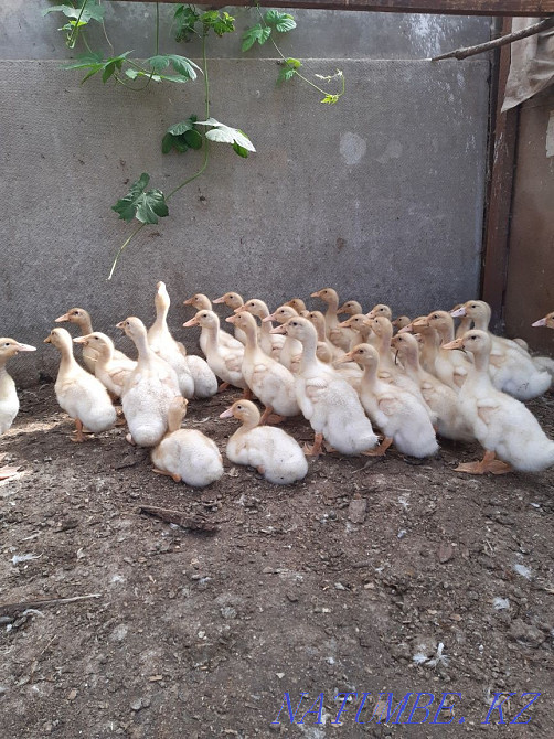 Утки на доращивание Костанай - изображение 3