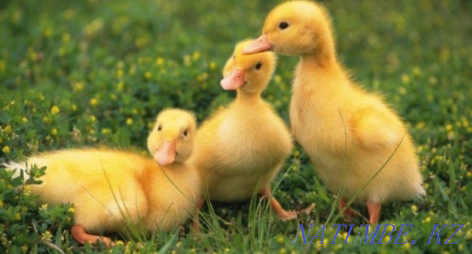 Ducklings of breed Agidel bird strong, imparted, there is a delivery of ducklings, ducks Astana - photo 1