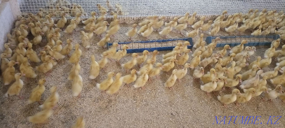утята бройлер старт 53 утки гусята цыпялята Алматы - изображение 1