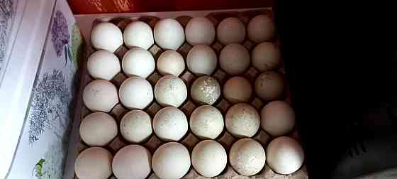 Продам инкубационое яйцо индоутки (мускусной утки) Усть-Каменогорск