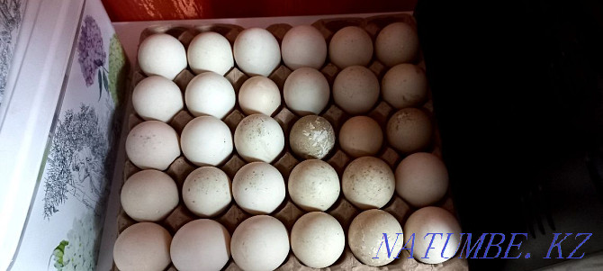 I will sell an incubatory egg of an indochka (musky duck) Ust-Kamenogorsk - photo 1
