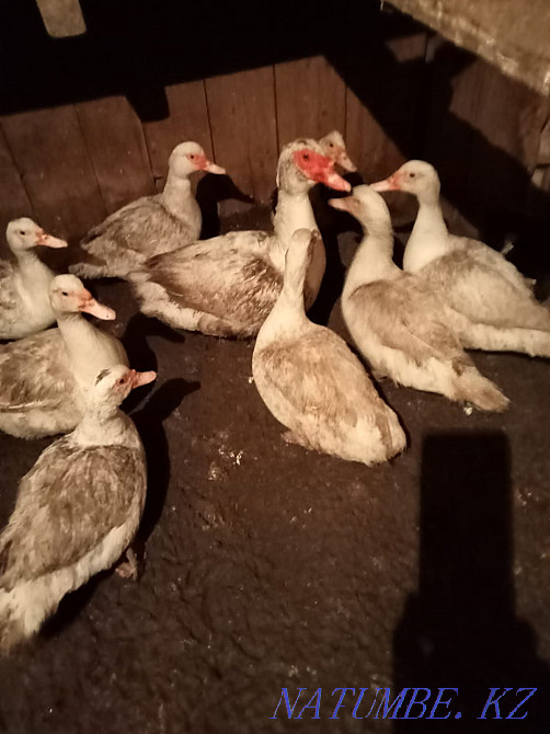 Продам инкубационое яйцо индоутки (мускусной утки) Усть-Каменогорск - изображение 2