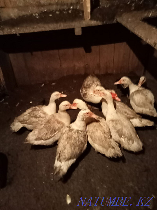 Продам инкубационое яйцо индоутки (мускусной утки) Усть-Каменогорск - изображение 3