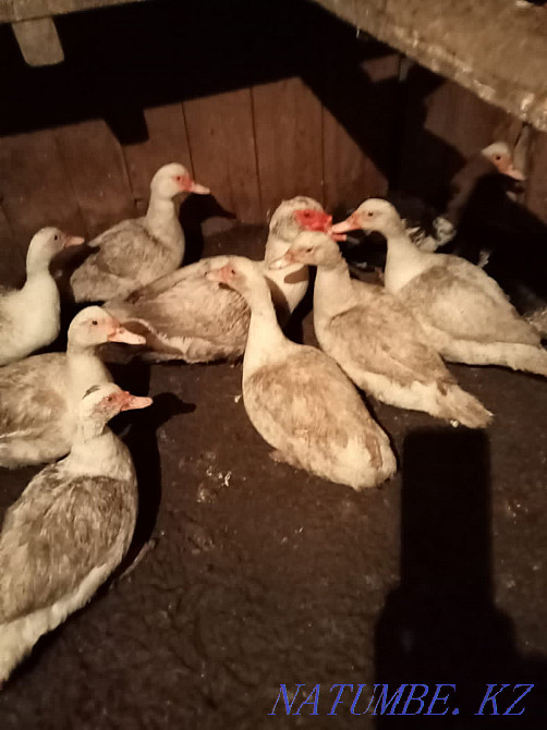 Продам инкубационое яйцо индоутки (мускусной утки) Усть-Каменогорск - изображение 4