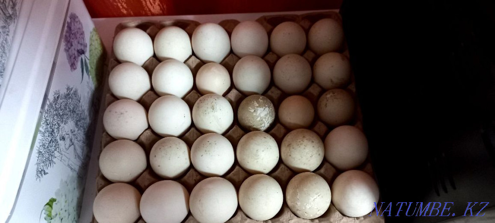 Купить мускусных яйца инкубационные яйца