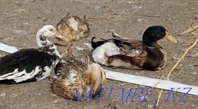 Duck egg. Duck eggs for incubation Astana - photo 2