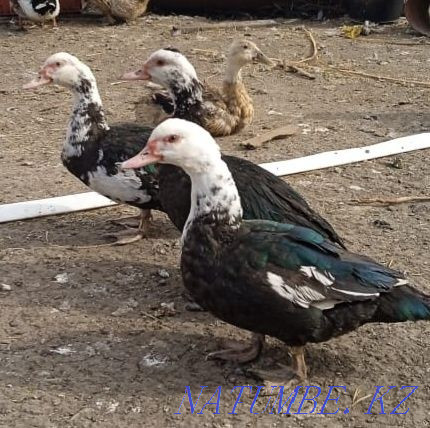 Duck egg. Duck eggs for incubation Astana - photo 1