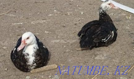 Duck egg. Duck eggs for incubation Astana - photo 3