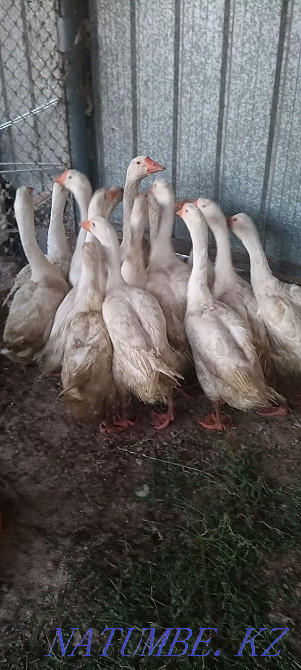 Гуси Линда продам мясо гусята утки куры бройлеры Каскелен - изображение 1