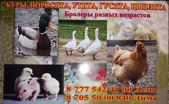 Куры молодки бролеры утки гусята цыплята поросята Ust-Kamenogorsk