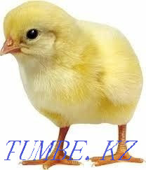 Everything for birds (Chickens, geese, ducks, turkeys) Zhambyl village Алмалы - photo 2