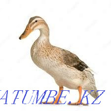 Everything for birds (Chickens, geese, ducks, turkeys) Zhambyl village Алмалы - photo 4