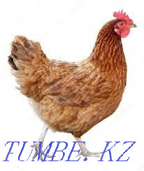 Everything for birds (Chickens, geese, ducks, turkeys) Zhambyl village Алмалы - photo 1