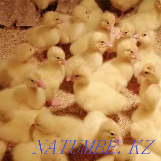 Продам гусиное инкубационное яйцо бройлера утки и несушки Тараз - изображение 4