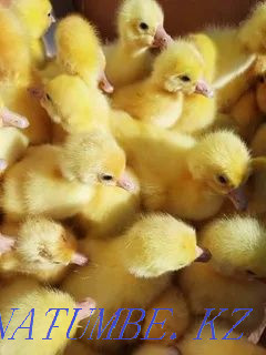 Үйрек бройлерінің қаз инкубациялық жұмыртқасын сатамын  Тараз  - изображение 3