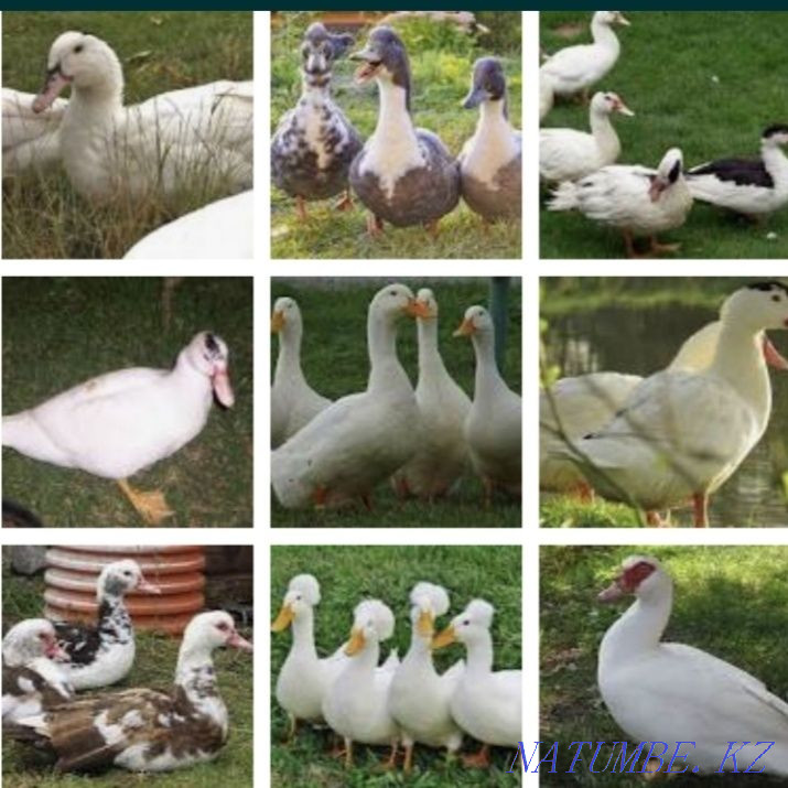 Ducks of the Bashkirs, Agidel, Peking, mulards, Indo-ducks Astana - photo 1
