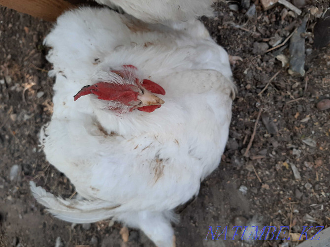 I will sell duck meat, broiler chickens, goose meat, chickens, ducklings Oral - photo 1