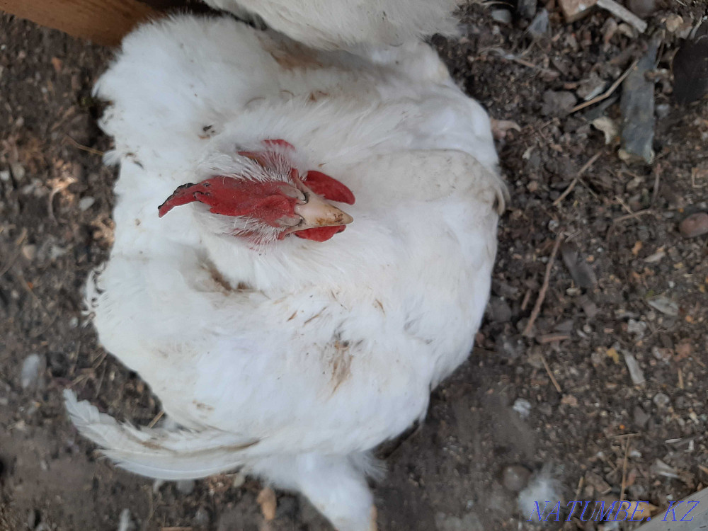 Продам мясо утки, кур бройлеров, мясо гусей, цыплят , утят Уральск - изображение 1