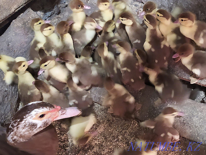 I will sell indoutyat (muscovy duck) Almaty - photo 3