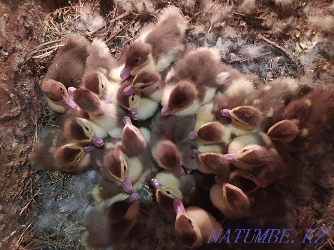 I will sell indoutyat (muscovy duck) Almaty - photo 1