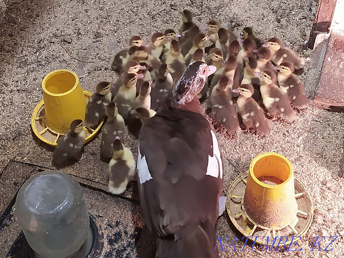 I will sell indoutyat (muscovy duck) Almaty - photo 2