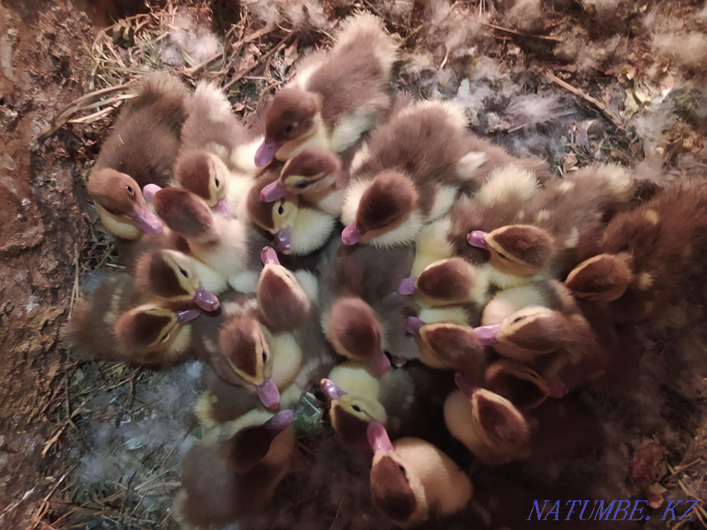 Продам индоутят (мускусная утка) Алматы - изображение 1