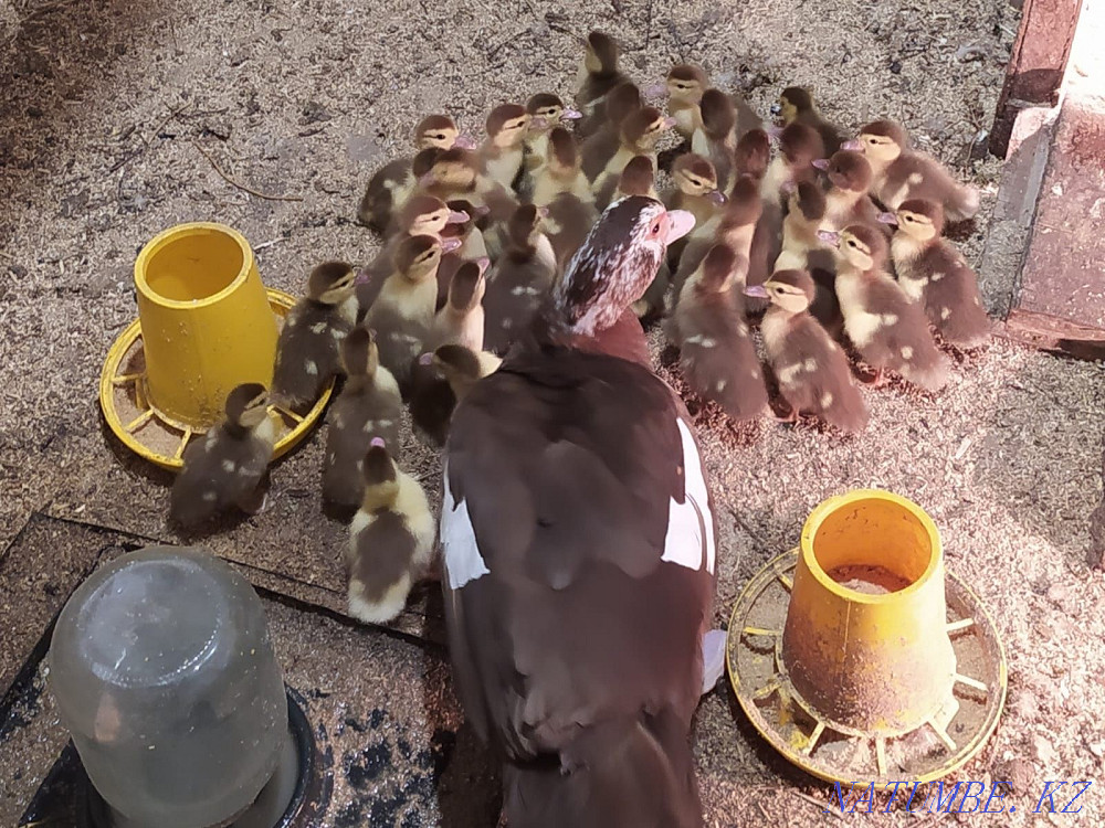 Продам индоутят (мускусная утка) Алматы - изображение 2