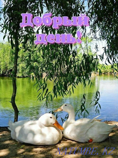 Bashkir broiler duck "Agidel" Болтирик шешен - photo 3