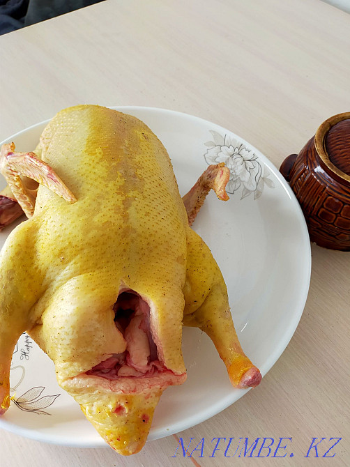 Bashkir broiler duck "Agidel" Болтирик шешен - photo 1