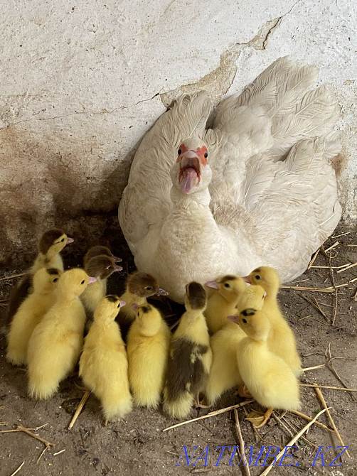 Duck with mute ducklings (optional)  - photo 3