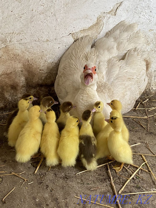 Duck with mute ducklings (optional)  - photo 2