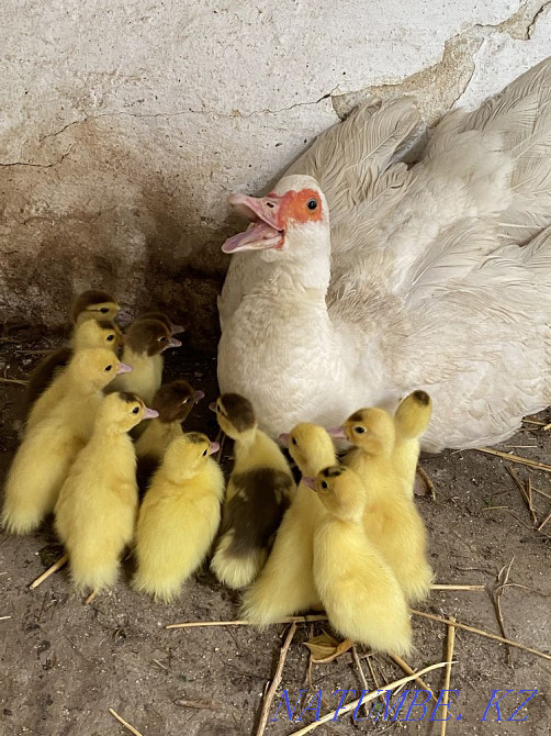 Duck with mute ducklings (optional)  - photo 1