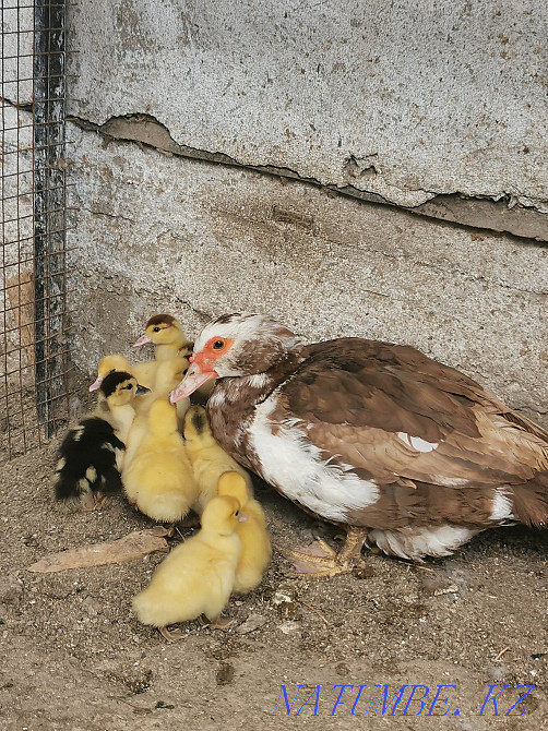 Duck with ducklings Qaskeleng - photo 1