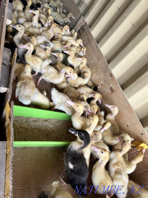 Large duck Akidil Kokshetau - photo 1