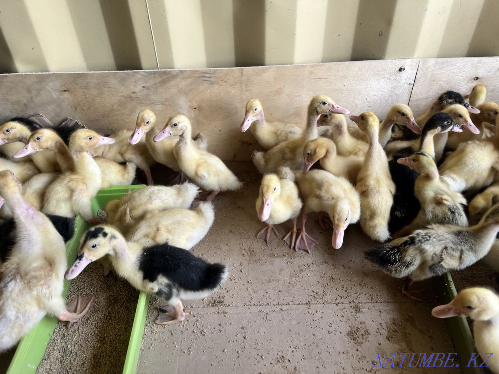 Large duck Akidil Kokshetau - photo 2