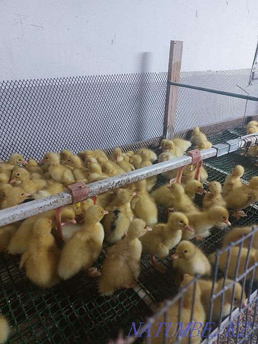 Pekin duck 2 day old Astana - photo 1