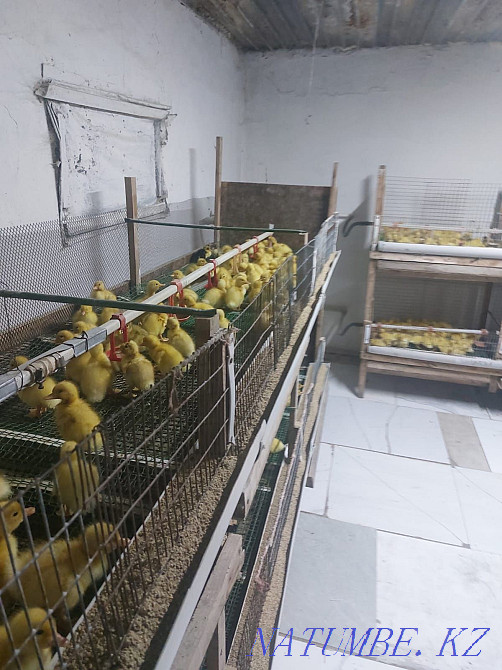 Pekin duck 2 day old Astana - photo 2