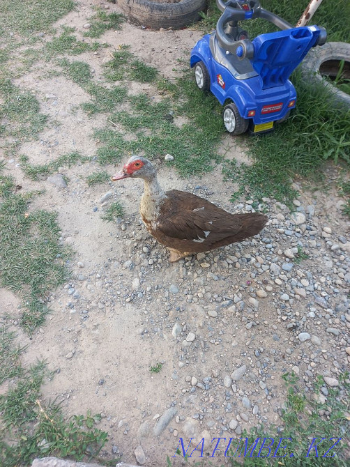 Утка сатылады! 4 штук Туркестан - изображение 2