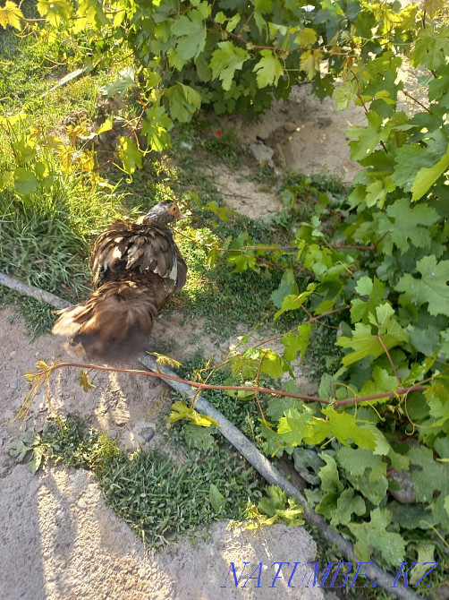 Утка сатылады! 4 штук Туркестан - изображение 3