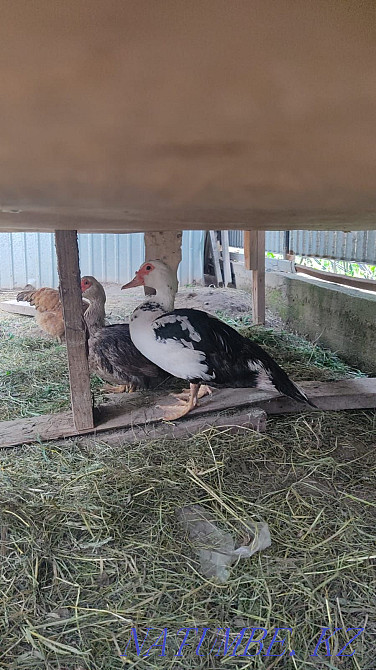 Sell duck 5 pieces Almaty - photo 1