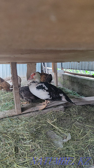 Sell duck 5 pieces Almaty - photo 3